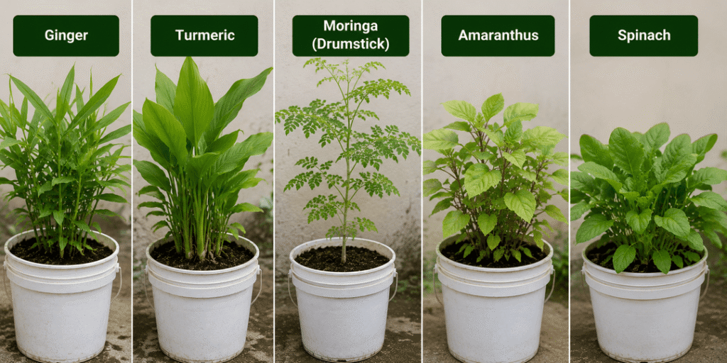 Monsoon season vegetables and herbs including ginger, turmeric, moringa, amaranthus and spinach growing in terrace garden containers.