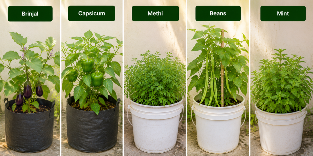 Brinjal, capsicum, methi, beans and mint plants growing in pots and grow bags on a terrace garden.